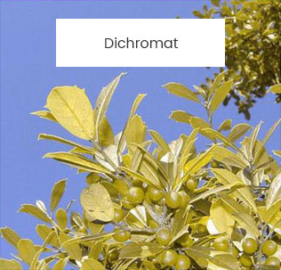 Dichromat-leafs