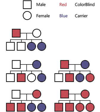 Family tree diagrams showing how colorblindness is inherited by sons and daughters