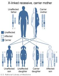 X-linked recessive inheritance when the mother is a carrier